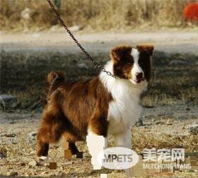 边境牧羊犬幼犬特征 边境宝宝嘴巴很宽