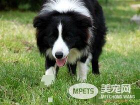 边境牧羊犬幼犬鉴别 一定要看侧面的脑形状