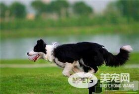 边境牧羊犬幼犬鉴别 一定要看侧面的脑形状