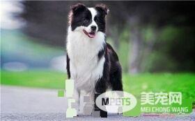边境牧羊犬幼犬狗粮 边牧喂食的次数与时间