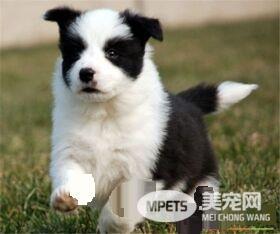 边境牧羊犬幼犬狗粮 边牧喂食的次数与时间