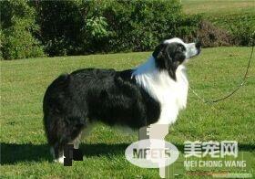 边境牧羊犬有体臭 一般体味比短毛狗的大