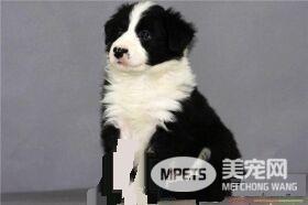 边境牧羊犬有体臭 一般体味比短毛狗的大