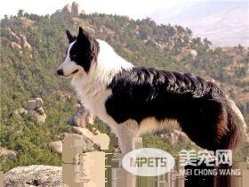 边境牧羊犬咬不咬人 牧羊犬是不会主动咬人的
