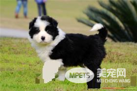 边境牧羊犬咬不咬人 牧羊犬是不会主动咬人的