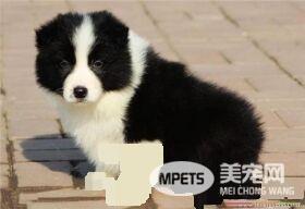 边境牧羊犬养在家好吗 怎么养好边境牧羊犬