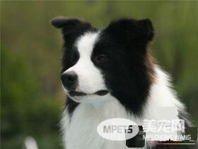边境牧羊犬养在家好吗 怎么养好边境牧羊犬