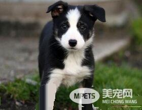 边境牧羊犬怎么样 边境牧羊犬凶吗