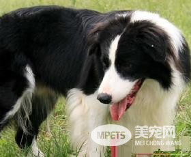 边境牧羊犬怎么样 边境牧羊犬凶吗
