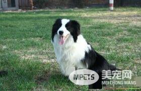 边境牧羊犬智商到底有多高 边境牧羊犬智商排名