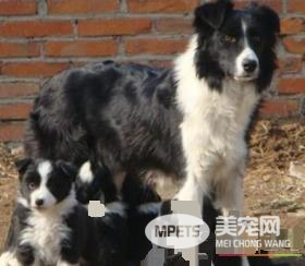 边境牧羊犬智商到底有多高 边境牧羊犬智商排名