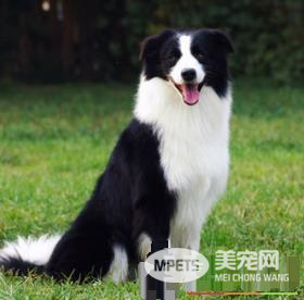 边境牧羊犬智商相当于人类的几岁 边境牧羊犬的智商