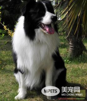边境牧羊犬智商相当于人类的几岁 边境牧羊犬的智商