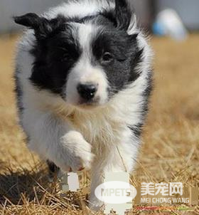 边境牧羊犬智商排名 边境牧羊犬聪明吗