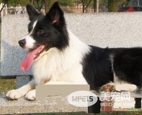 边境牧羊犬智商排名 边境牧羊犬聪明吗