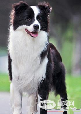 边境牧羊犬怎么样会掉毛 皮肤病导致掉毛