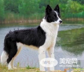 边境牧羊犬怎么样会掉毛 皮肤病导致掉毛