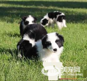 边境牧羊犬怎么喂养 边境牧羊犬吃什么