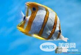 热带鱼掉鱼鳞怎么办 最主要的就是因为疾病