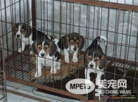 比格犬体型标准 比格犬标准身高30到40厘米