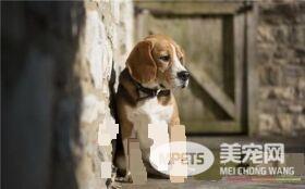 比格犬体味大吗 体味程度适中定期为狗刷牙