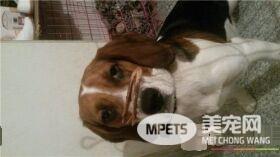 比格犬体味大吗 体味程度适中定期为狗刷牙