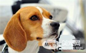 比格犬特性 此犬种为狩猎犬中最小型