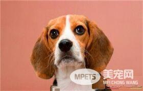 比格犬特性 此犬种为狩猎犬中最小型