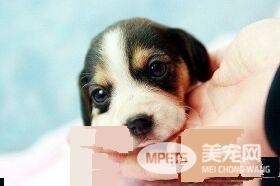 比格犬适合和孩子玩吗 正好适合有活跃的孩子