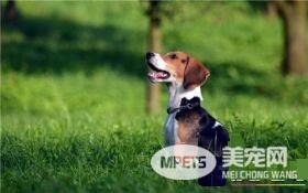比格犬适合和孩子玩吗 正好适合有活跃的孩子