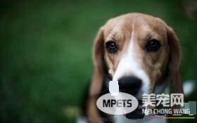 比格犬猎兔如何 兔子经常是猎捕的重要对象
