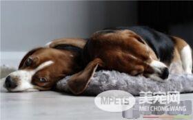 比格犬可以吃鸡蛋 狗狗是可以吃鸡蛋的