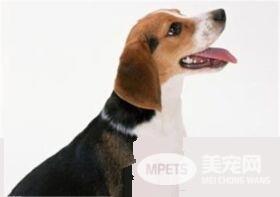 比格犬可以吃鸡蛋 狗狗是可以吃鸡蛋的