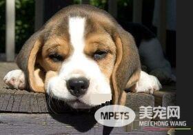 比格犬看家吗 看家能力较弱对陌生人很友善