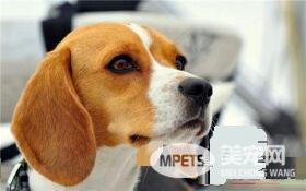 比格犬和那些狗长得像 阿图瓦犬跟比格犬像