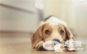 比格犬和那些狗长得像 阿图瓦犬跟比格犬像