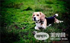 比格犬和哈利犬区别 哈利犬眼睛黑色不凸出