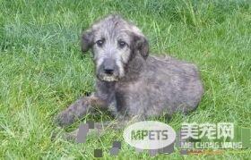 爱尔兰猎狼犬肩高 雄性身高75到90厘米