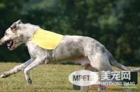 爱尔兰猎狼犬肩高 雄性身高75到90厘米