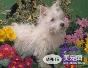 西高地白梗适合小孩养吗 西高地白梗的性格特点