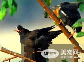 八哥吃什么食物 八哥鸟属于杂食性动物
