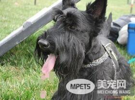 苏格兰梗犬颜色 苏格兰梗颜色有白色黑色黄色