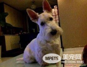 苏格兰梗厉害吗 苏格兰梗的气质中勇敢自信