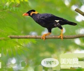 鹩哥换毛注意什么 鹩哥换毛也有地区差别
