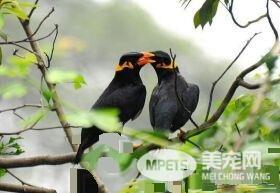 鹩哥是八哥吗 鹩哥和八哥是不同类型的鸟