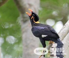鹩哥是八哥吗 鹩哥和八哥是不同类型的鸟