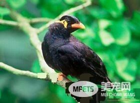 鹩哥可以手养吗 鹩哥完全可以手养的