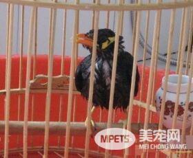 鹩哥可以手养吗 鹩哥完全可以手养的