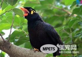鹩哥什么时候转食 2个半月开始转食