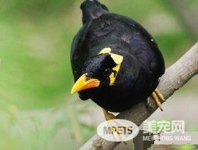 鹩哥什么时候转食 2个半月开始转食